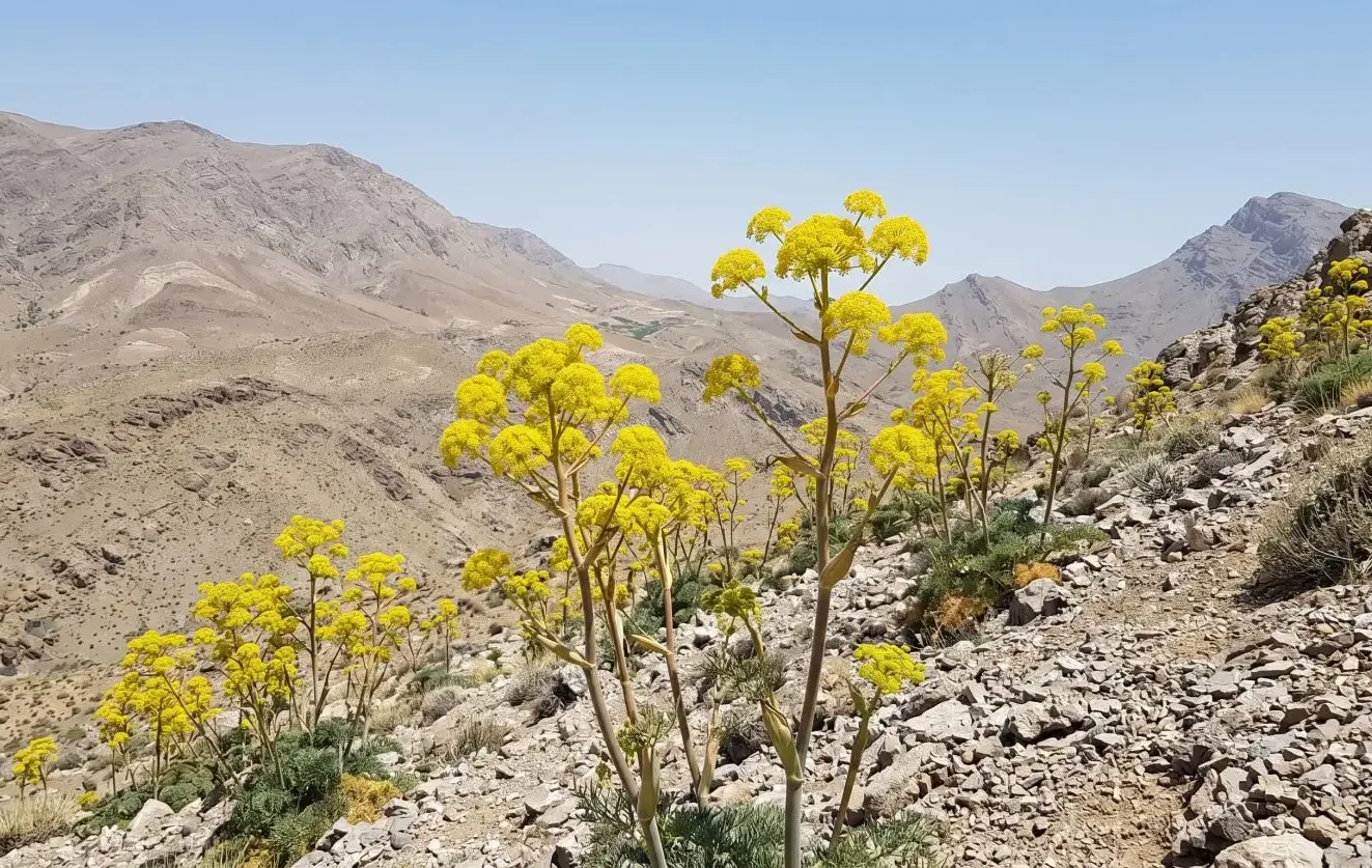Tall Ferula galbanum plants in full yellow bloom growing on a dry rocky mountainside, showing the wild arid terrain where galbanum resin is naturally harvested