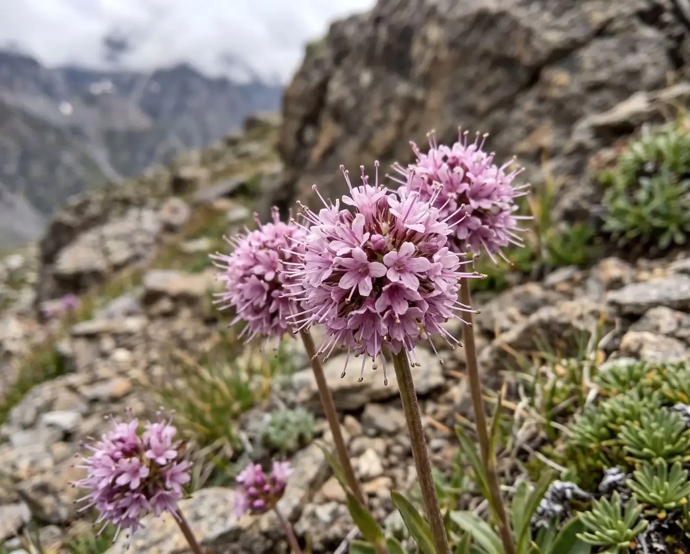 Himalayan spikenard growing among rocks in alpine mountain terrain